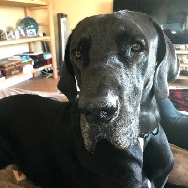 Louie - One Dane at a Time Louie - One Dane at a Time