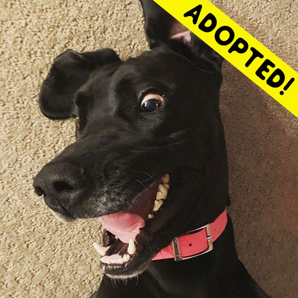 Luna - One Dane at a Time Luna - One Dane at a Time