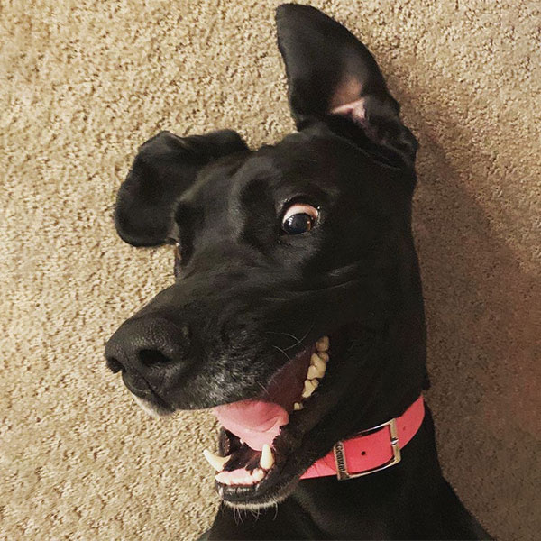 Luna - One Dane at a Time Luna - One Dane at a Time