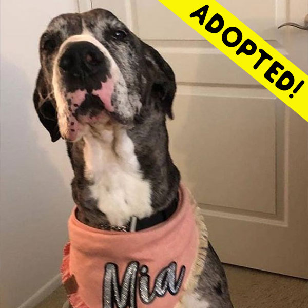 Mia - One Dane at a Time Mia - One Dane at a Time
