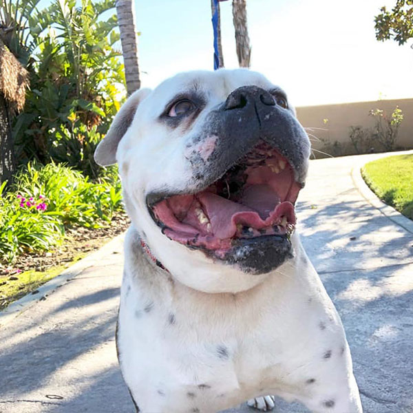 Phoebe the Bulldog - One Dane at a Time Phoebe the Bulldog - One Dane at a Time