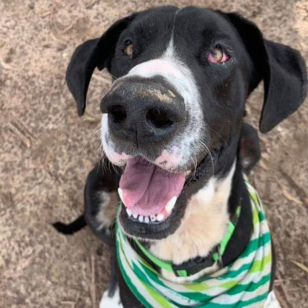 Pickles - One Dane at a Time Pickles - One Dane at a Time