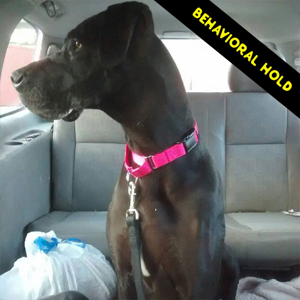 Raven - One Dane at a Time Raven - One Dane at a Time