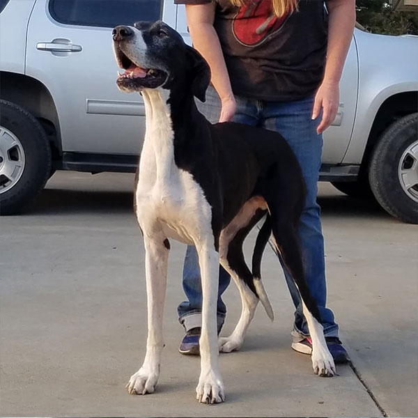 Remi - One Dane at a Time Remi - One Dane at a Time