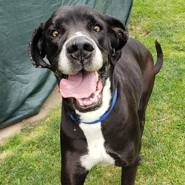 Rocky - One Dane at a Time Rocky - One Dane at a Time