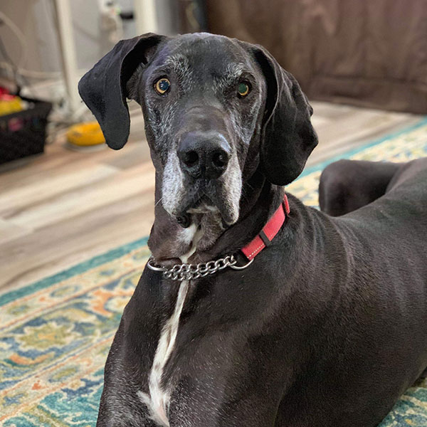 Tank - One Dane at a Time Tank - One Dane at a Time