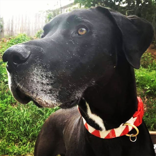 Zuri - One Dane at a Time Zuri - One Dane at a Time
