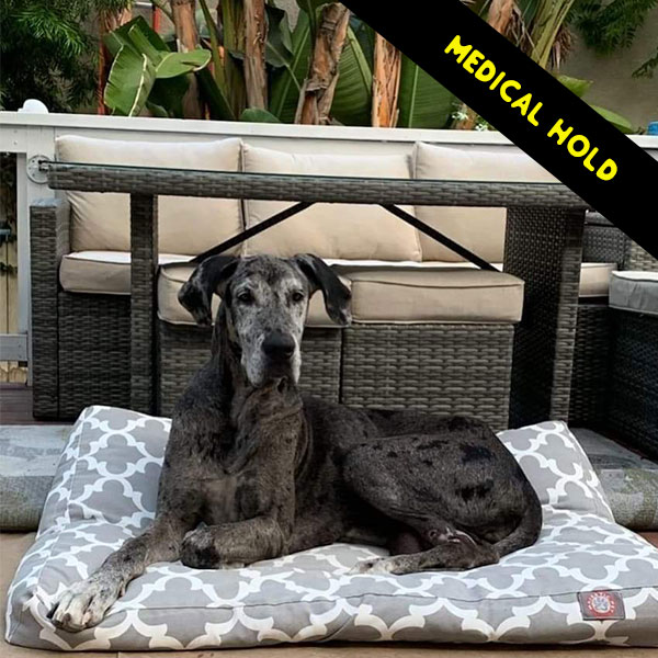 Laney - One Dane at a Time Laney - One Dane at a Time