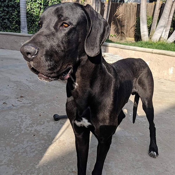 Vince - One Dane at a Time Vince - One Dane at a Time