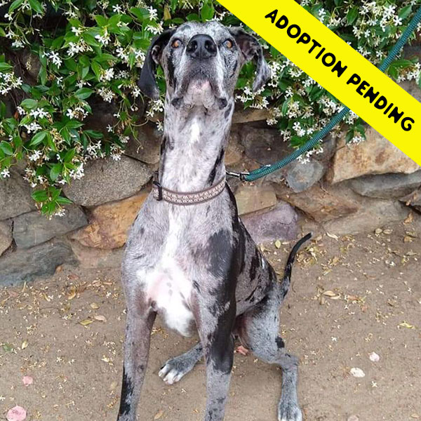 Bill - One Dane at a Time Bill - One Dane at a Time