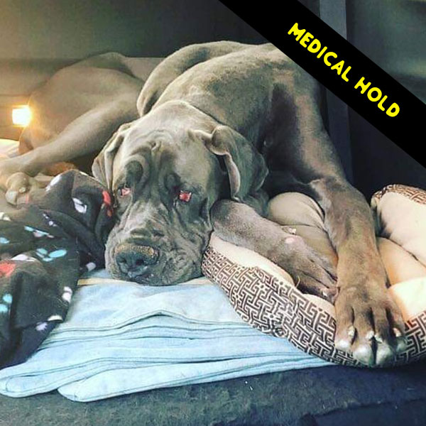 Gunner - One Dane at a Time Gunner - One Dane at a Time