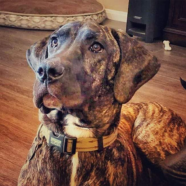 Kona - One Dane at a Time Kona - One Dane at a Time