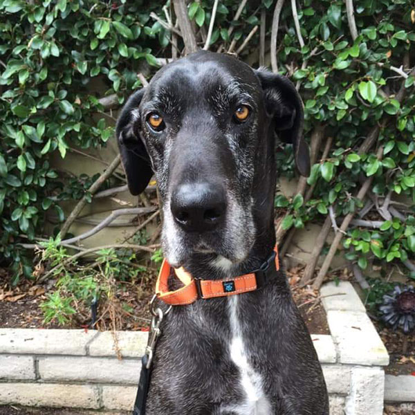 Samson - One Dane at a Time Samson - One Dane at a Time