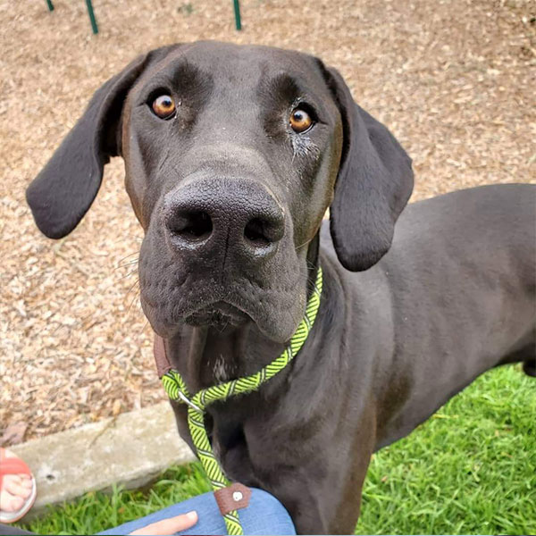 Dante - One Dane at a Time Dante - One Dane at a Time