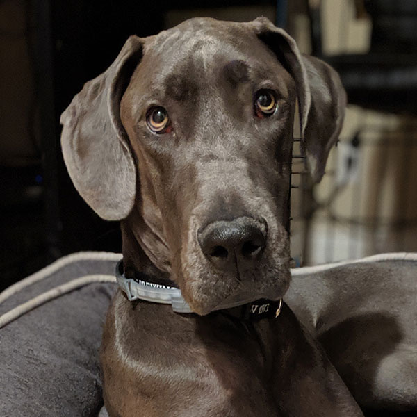 Buji - One Dane at a Time Buji - One Dane at a Time