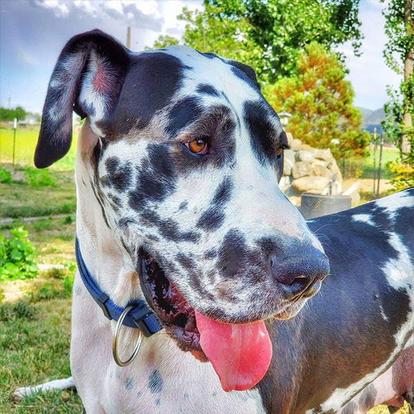Milkshake - One Dane at a Time Milkshake - One Dane at a Time