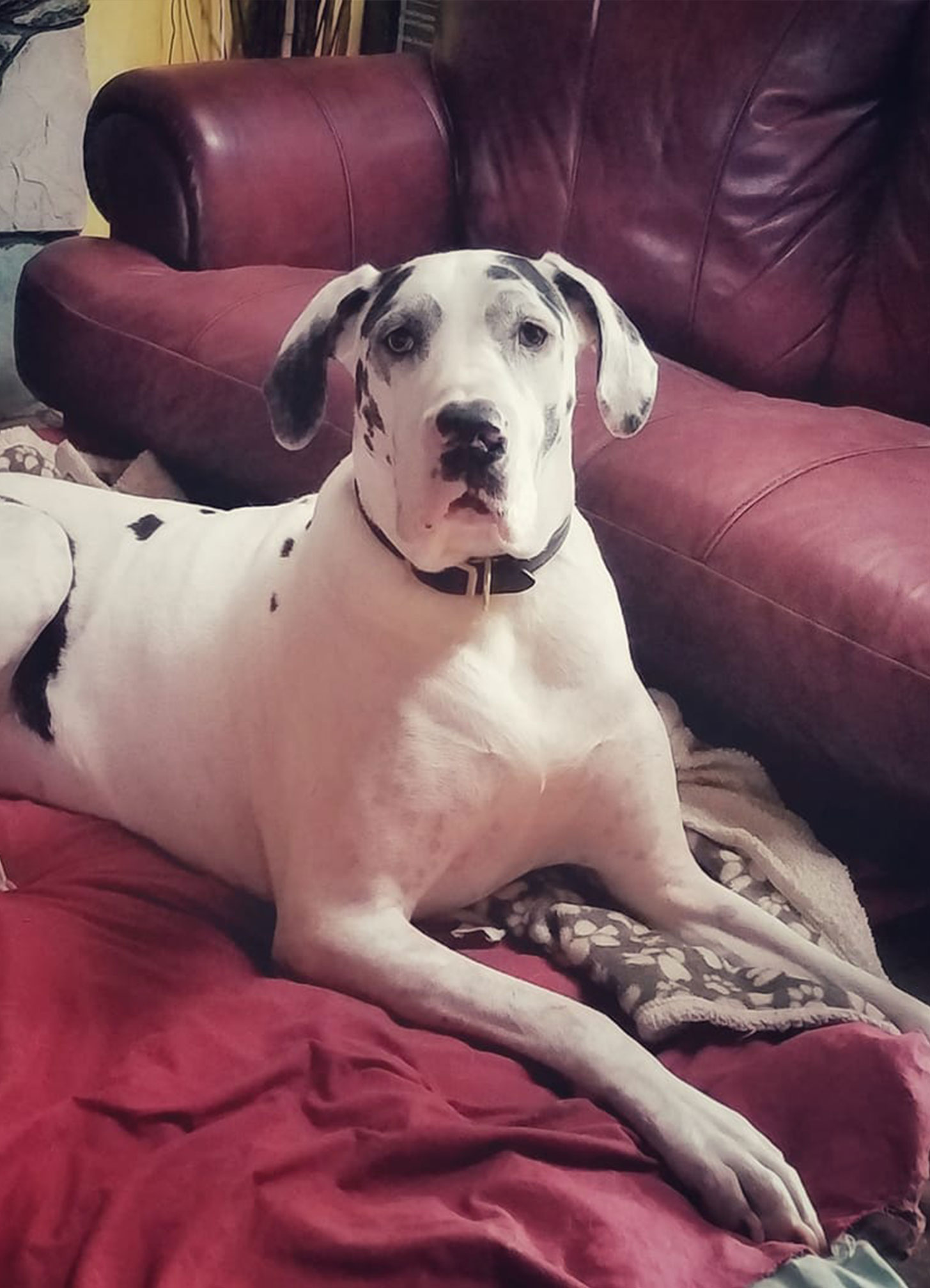 Lila - One Dane at a Time Lila - One Dane at a Time