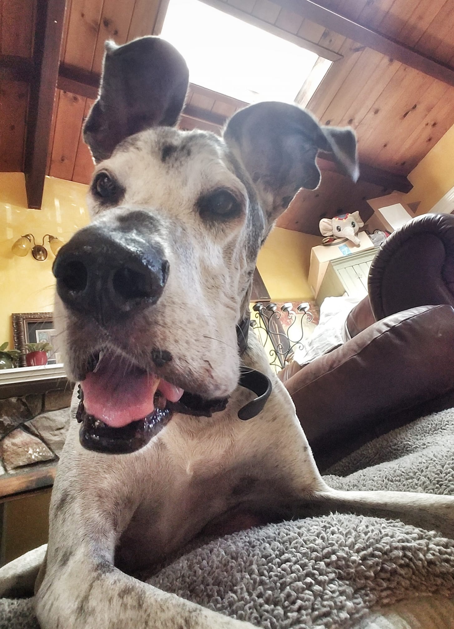 Twiga - One Dane at a Time Twiga - One Dane at a Time