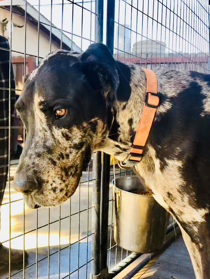 Harley - One Dane at a Time Harley - One Dane at a Time