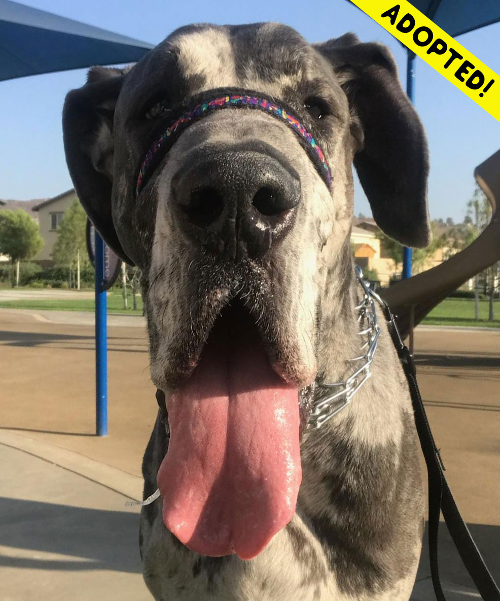 Max - One Dane at a Time Max - One Dane at a Time