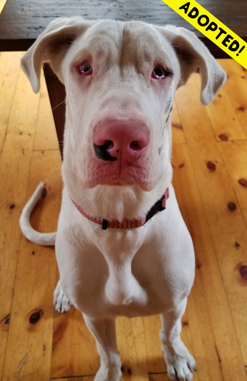 Moxie - One Dane at a Time Moxie - One Dane at a Time