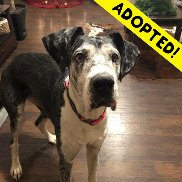 Rose - One Dane at a Time Rose - One Dane at a Time