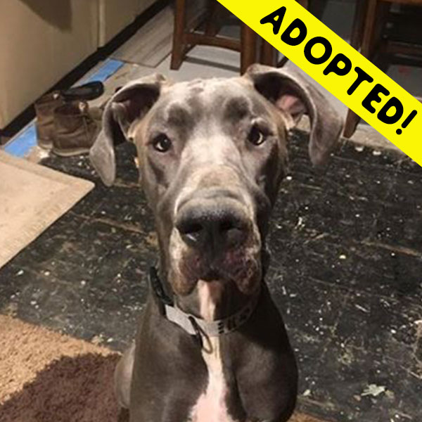 Zeus - One Dane at a Time Zeus - One Dane at a Time
