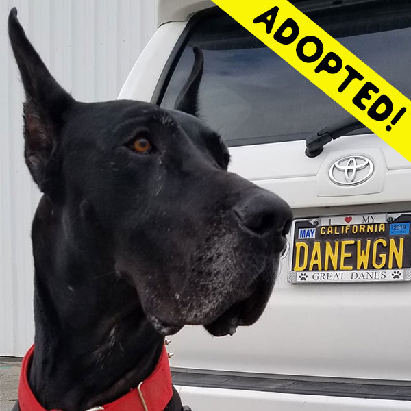 Angus - One Dane at a Time Angus - One Dane at a Time