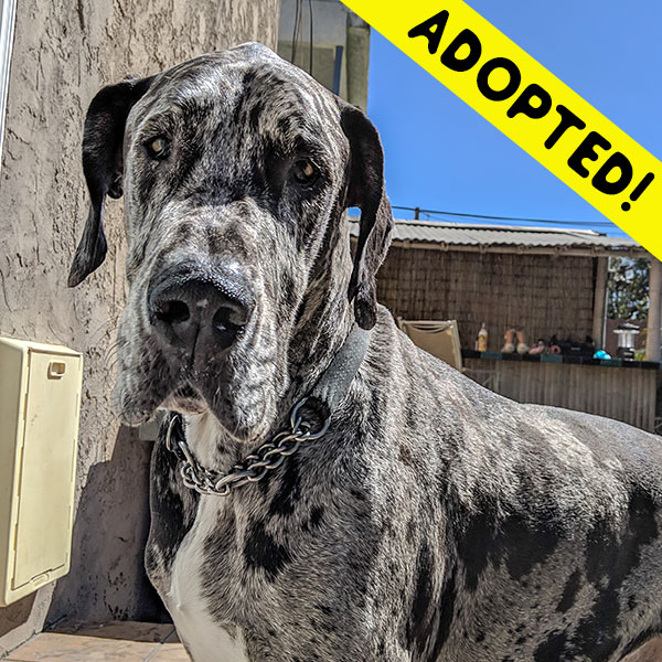 Billy - One Dane at a Time Billy - One Dane at a Time