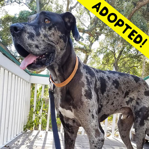 Vinny - One Dane at a Time Vinny - One Dane at a Time