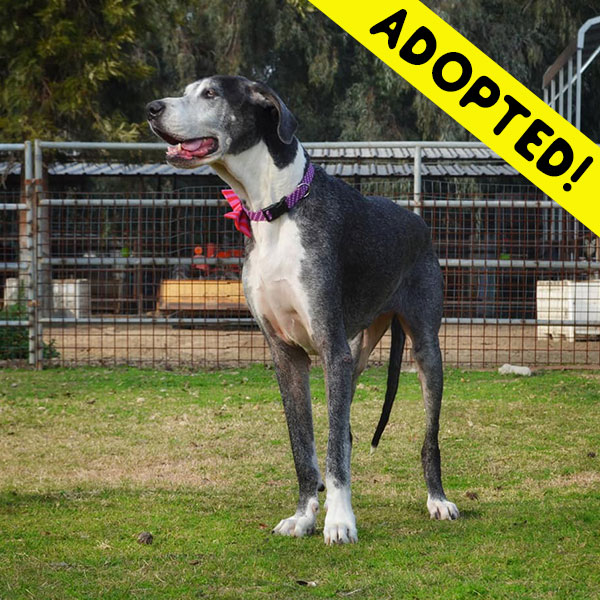 Aloha - One Dane at a Time Aloha - One Dane at a Time