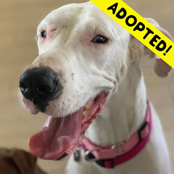 Bella - One Dane at a Time Bella - One Dane at a Time