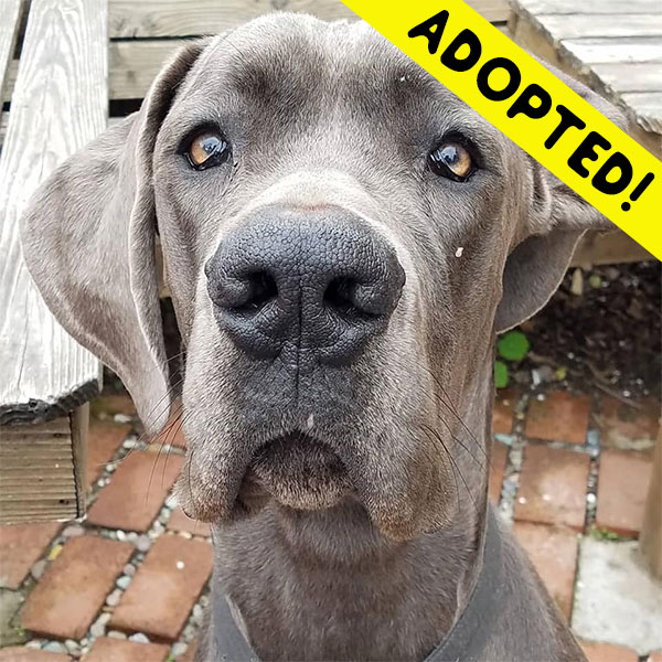 Benny - One Dane at a Time Benny - One Dane at a Time