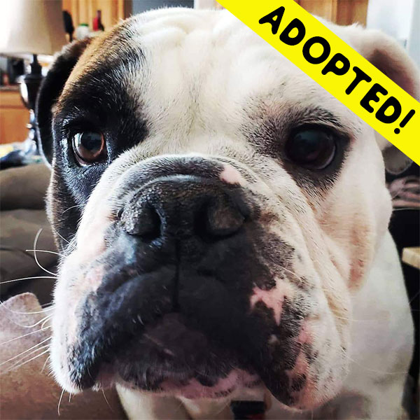 Benny the Bulldog - One Dane at a Time Benny the Bulldog - One Dane at a Time