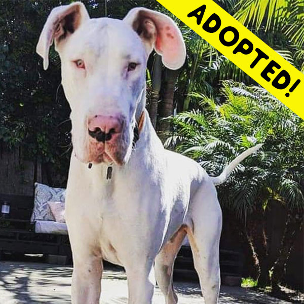 Casper - One Dane at a Time Casper - One Dane at a Time