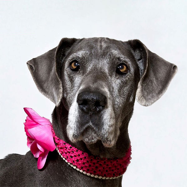 Dutchess - One Dane at a Time Dutchess - One Dane at a Time