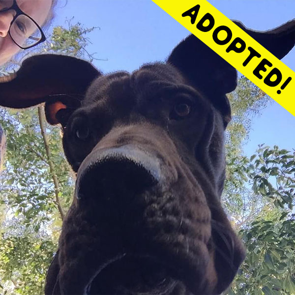 Abel - One Dane at a Time Abel - One Dane at a Time