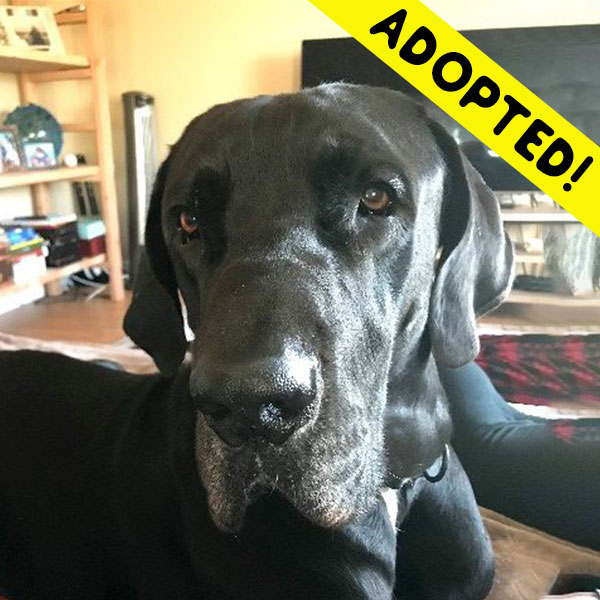 Louie - One Dane at a Time Louie - One Dane at a Time