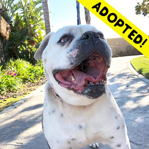 Phoebe the Bulldog - One Dane at a Time Phoebe the Bulldog - One Dane at a Time