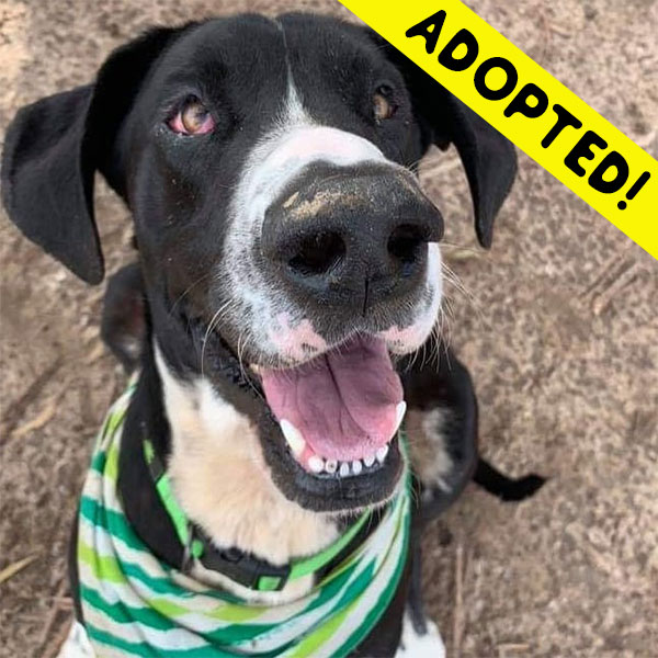 Pickles - One Dane at a Time Pickles - One Dane at a Time