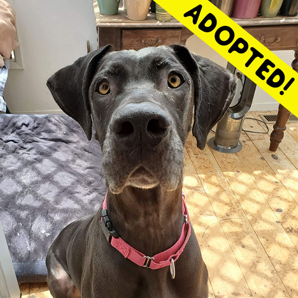 Raven - One Dane at a Time Raven - One Dane at a Time