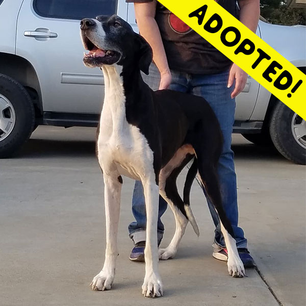 Remi - One Dane at a Time Remi - One Dane at a Time