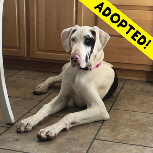 Rosie - One Dane at a Time Rosie - One Dane at a Time