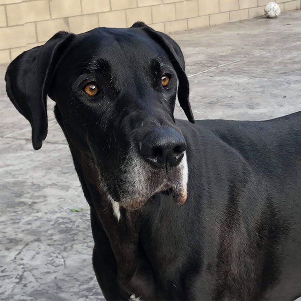Zuri - One Dane at a Time Zuri - One Dane at a Time