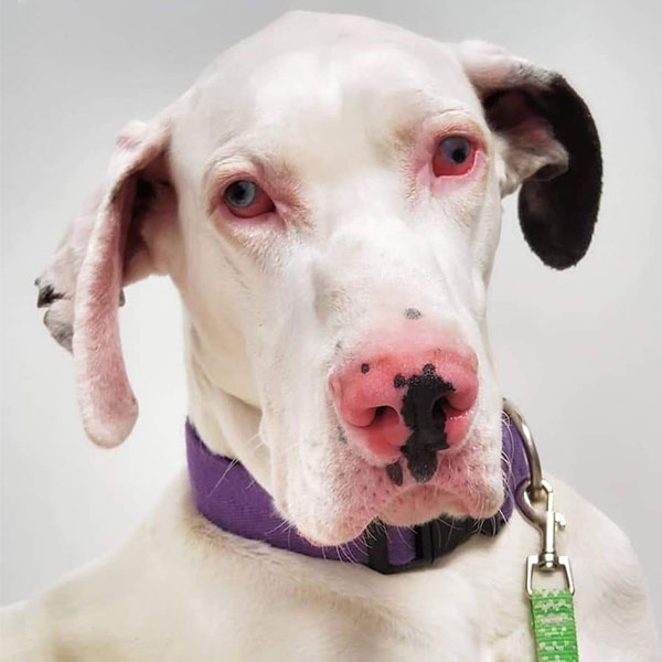 Layla - One Dane at a Time Layla - One Dane at a Time