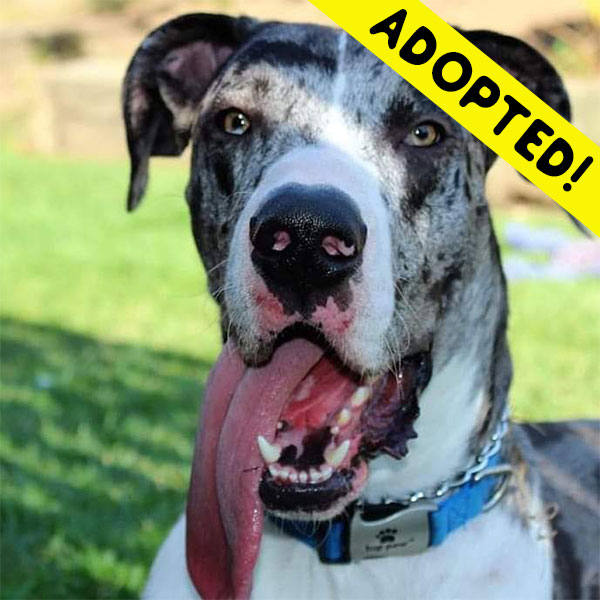 Toby - One Dane at a Time Toby - One Dane at a Time