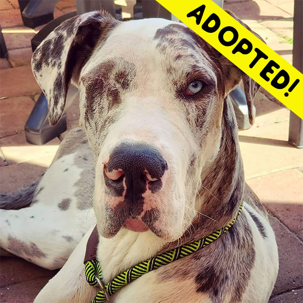 Cutie - One Dane at a Time Cutie - One Dane at a Time
