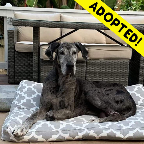 Laney - One Dane at a Time Laney - One Dane at a Time