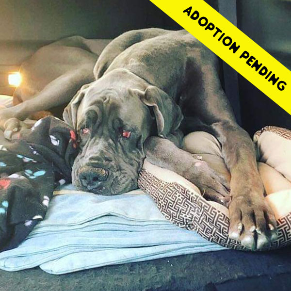 Gunner - One Dane at a Time Gunner - One Dane at a Time