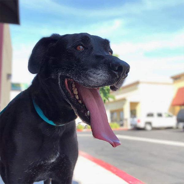 Reeves - One Dane at a Time Reeves - One Dane at a Time
